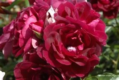 Rose 'Burgundy Ice' (Strauchrose)