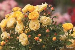 Rose 'Starlet®-Rose Lizzy' (Miniclimber)