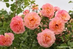 Rose 'Peach Melba' (Kletterrose)