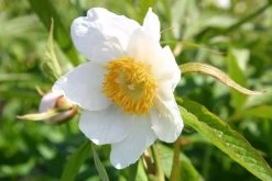 Paeonia 'Late Windflower' (Himalaya-Pfingstrosen-Kreuzung)