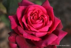 Rose 'Gräfin Diana' (Edelrose)
