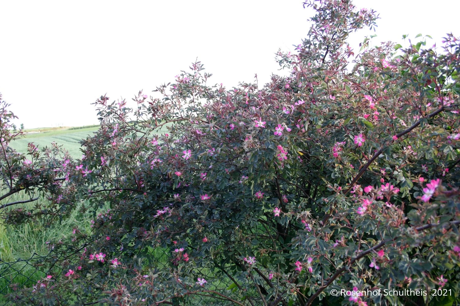 Rose Glauca (Hechtrose) – Bild 2