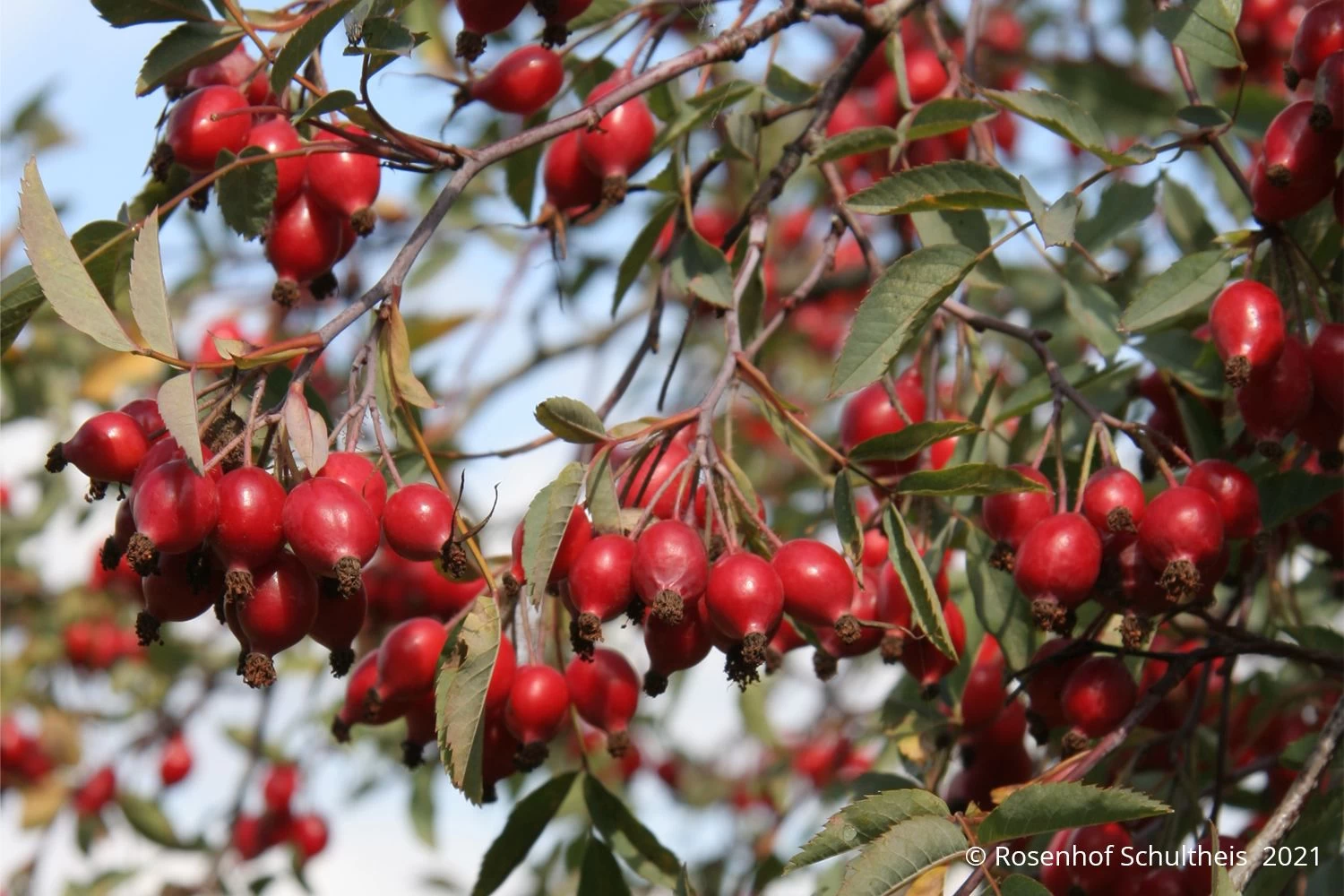 Rose Glauca (Hechtrose) – Bild 3