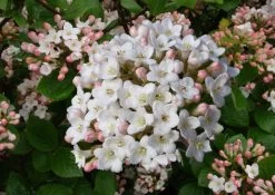 Viburnum Burkwoodii (Oster-Schneeball)
