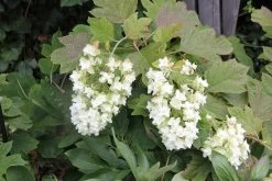 Hydrangea Quercifolia 'Snowflake' (Eichblatthortensie)