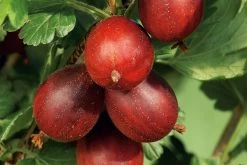 Ribes Uva-crispa 'Hinnonmäki Rot' CAC (Rote Stachelbeere)