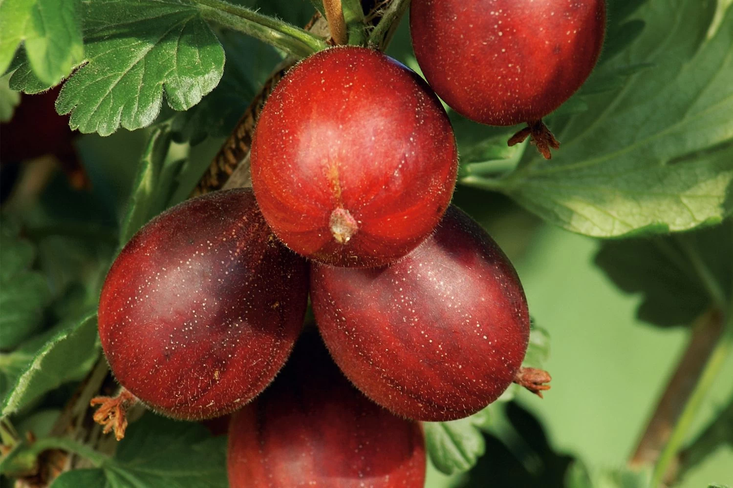 Ribes Uva-crispa 'Hinnonmäki Rot' CAC (Rote Stachelbeere)