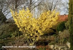 Hamamelis X Intermedia 'Arnold Promise' (Großblütige Zaubernuss)
