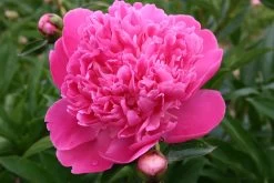 Paeonia Lactiflora 'Edulis Superba' (Staudenpfingstrose)
