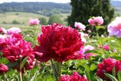 Paeonia Lactiflora 'Fokker' (Staudenpfingstrose)