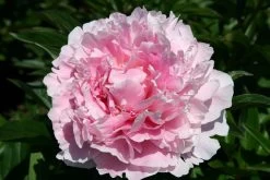 Paeonia Lactiflora 'Sarah Bernhardt' (Staudenpfingstrose)