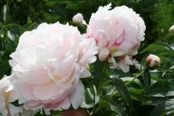 Paeonia Lactiflora 'Shirley Temple' (Staudenpfingstrose)