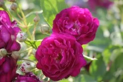 Rose 'Rosengarten Zweibrücken' (Kletterrose)