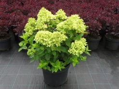 Hydrangea Paniculata 'Little Lime' (Rispenhortensie)