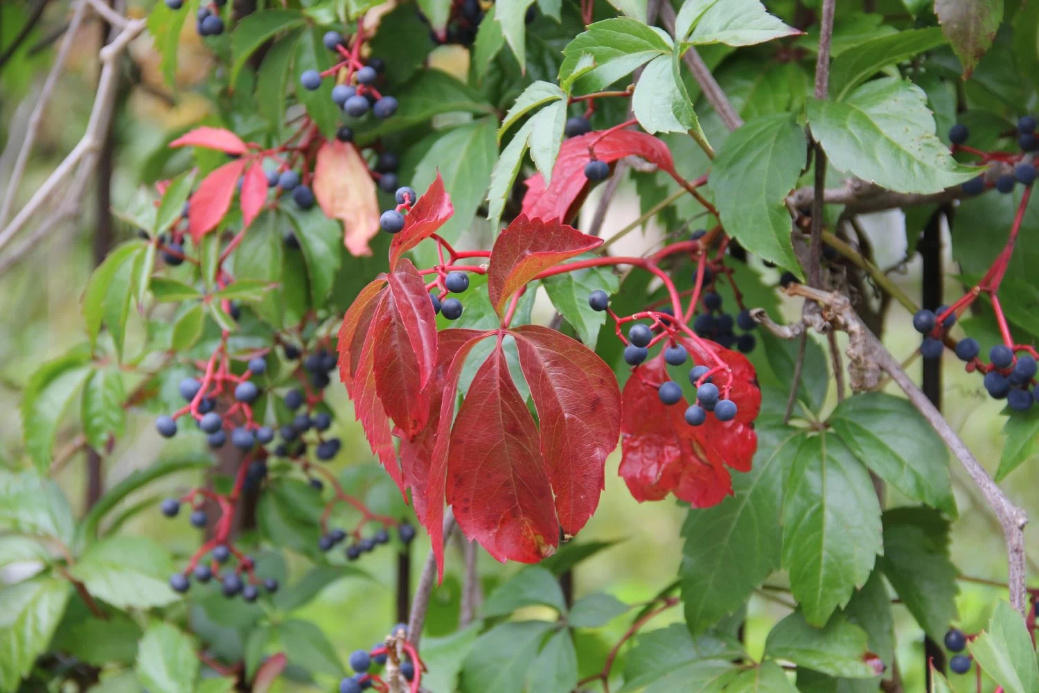 Parthenocissus Quinquefolia 'Engelmannii' (Engelmanns-Wilder-Wein) – Bild 2
