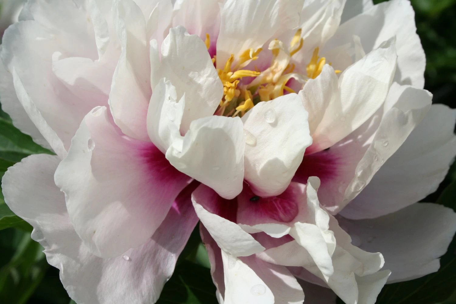 Paeonia Itoh-Hybride 'Cora Louise' (Intersektionelle Pfingstrose)